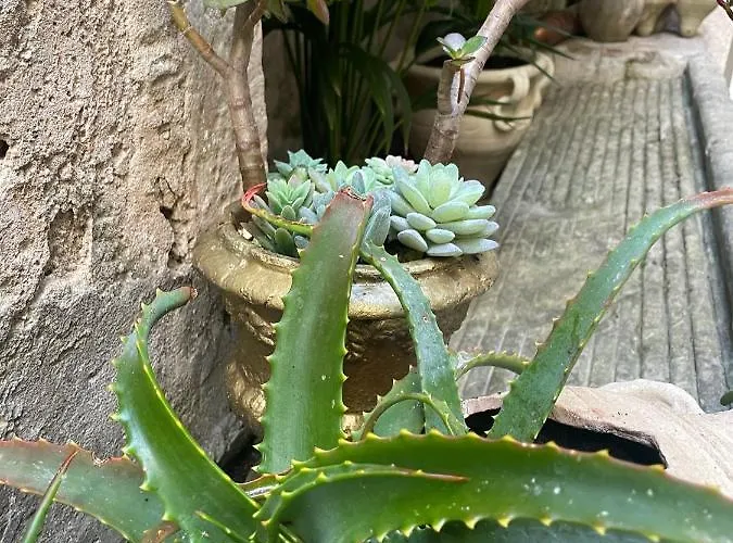 Lemon Ortigia Syracuse