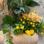 Lemon Ortigia * Siraküza